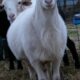 Registered Yearling Katahdin Ram