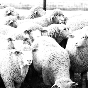All Sheep